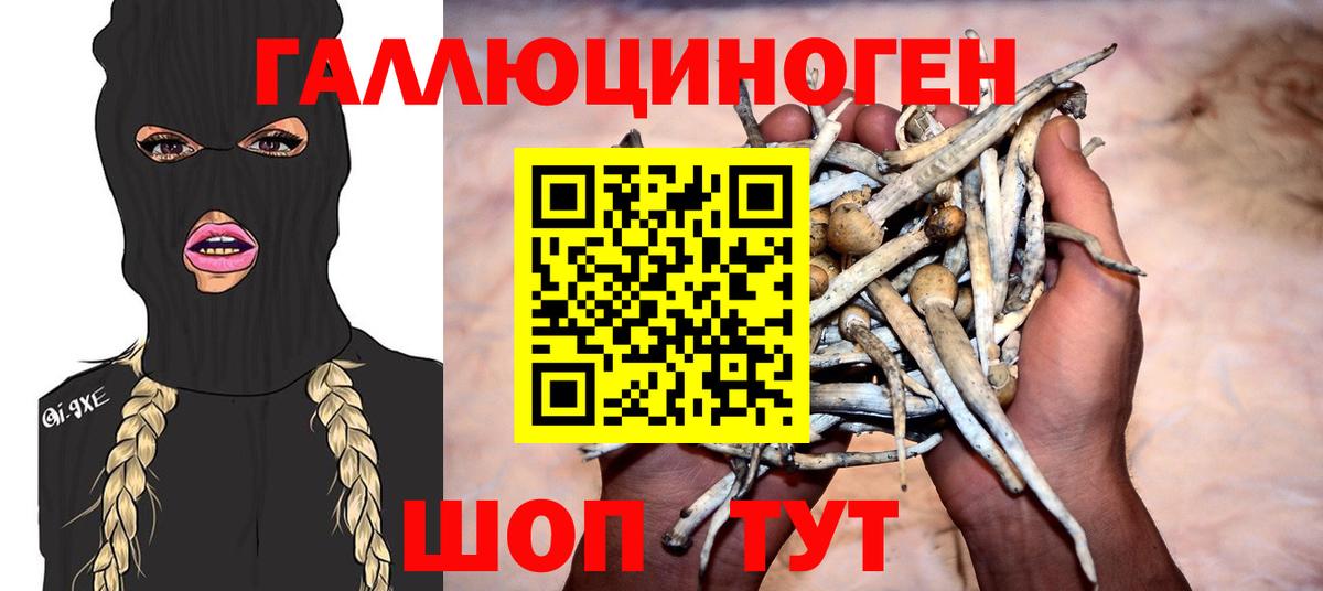 Псилоцибиновые грибы Psilocybine cubensis Новомосковск