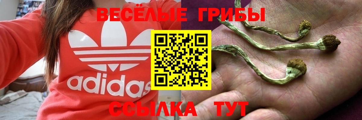 Псилоцибиновые грибы GOLDEN TEACHER  Вход с VPN  Новомосковск 
